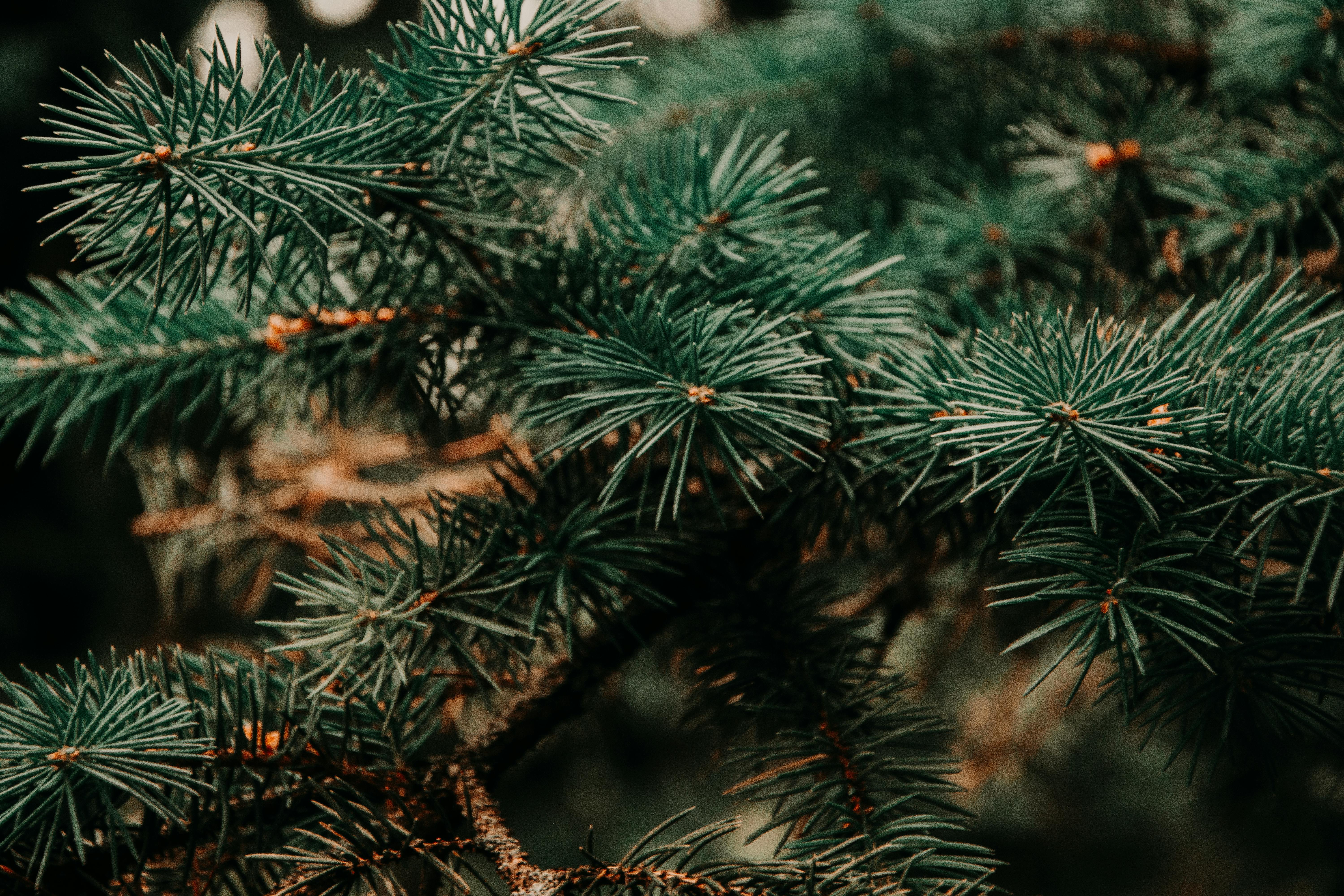 The Legend of the Christmas Tree